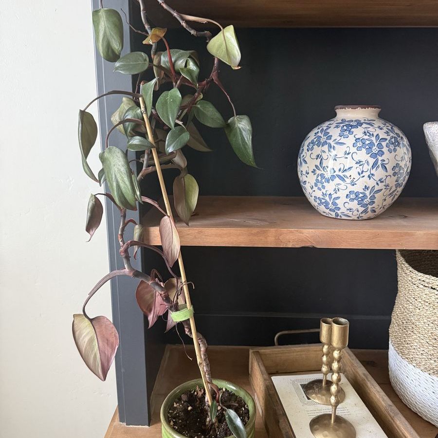 plant with pot