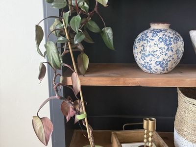 plant with pot