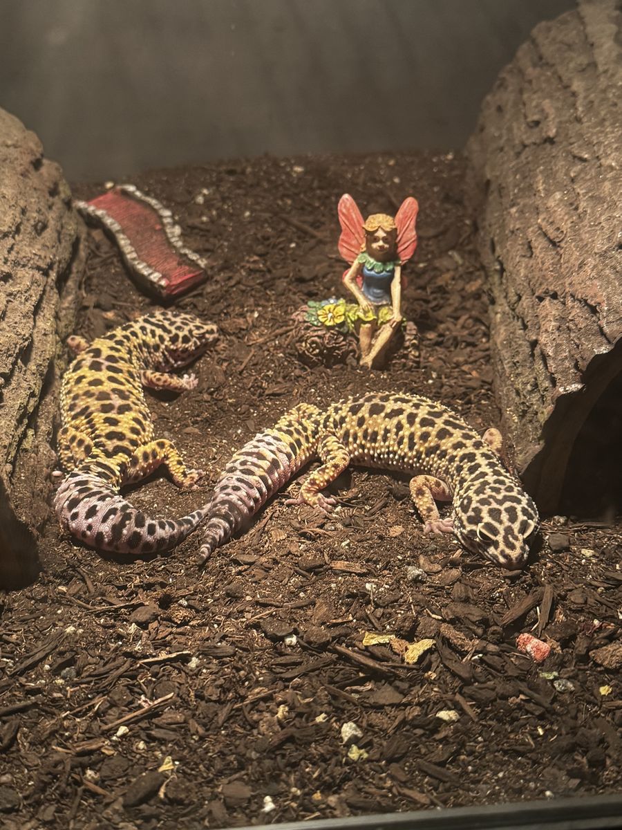Leopard gecko