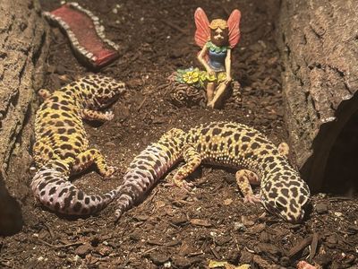 Leopard gecko