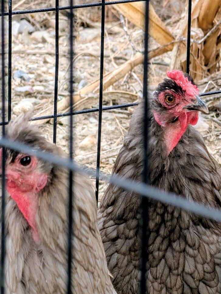 7 Bantam Chickens for sale