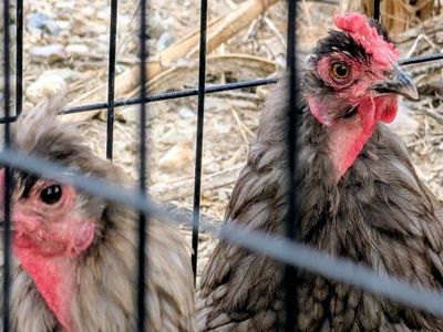 7 Bantam Chickens for sale