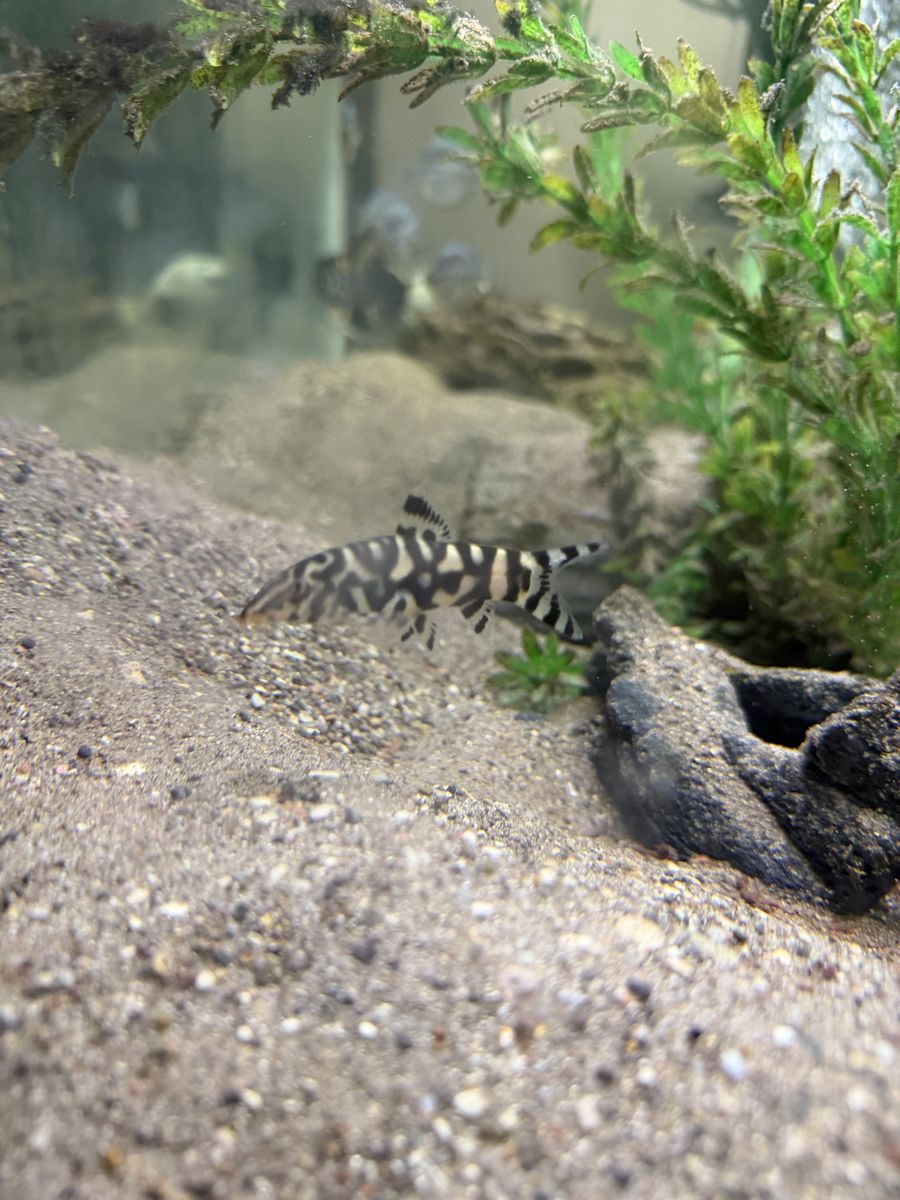 Two Yoyo Loaches