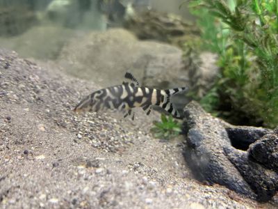 Two Yoyo Loaches