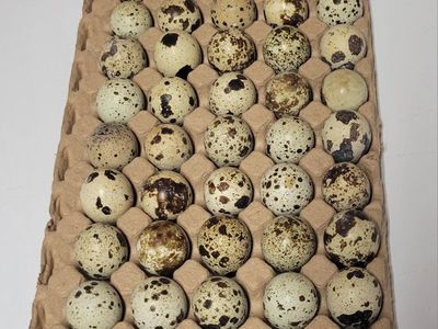 Quail eggs