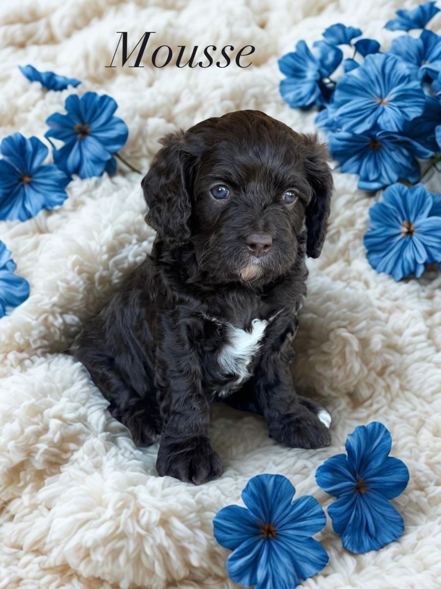 Rich Chocolate F1 Cavapoos