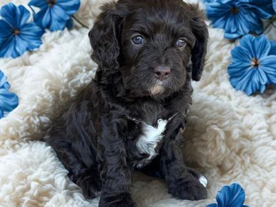Rich Chocolate F1 Cavapoos