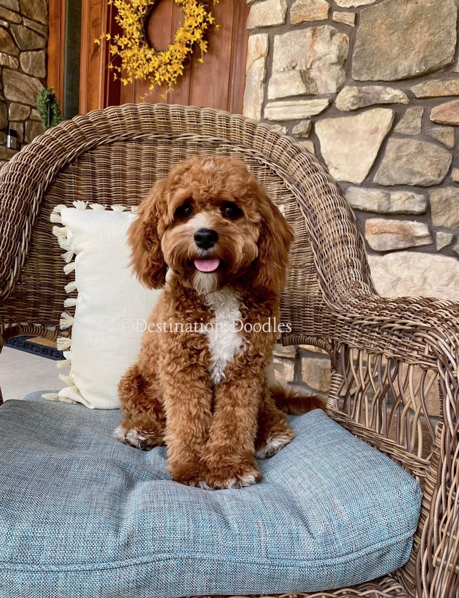 F1 Toy Cavapoo Stud - Therapy Dog!