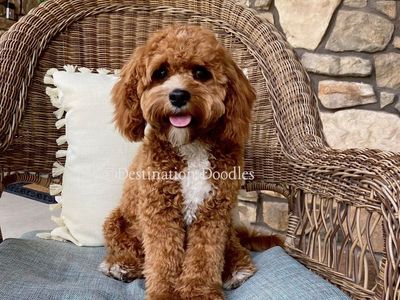 F1 Toy Cavapoo Stud - Therapy Dog!