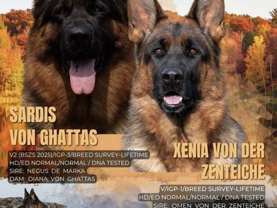 German Shepherd Pups