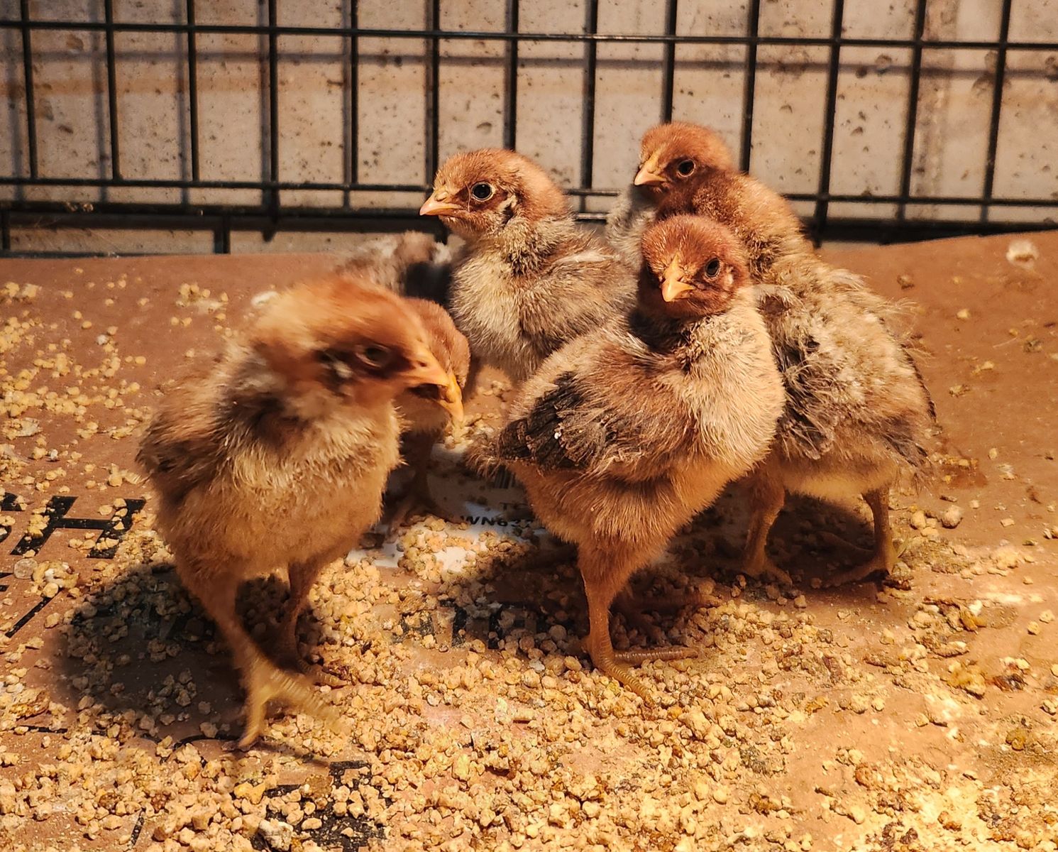 Silver Deathlayer Chicks