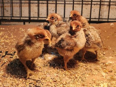 Silver Deathlayer Chicks