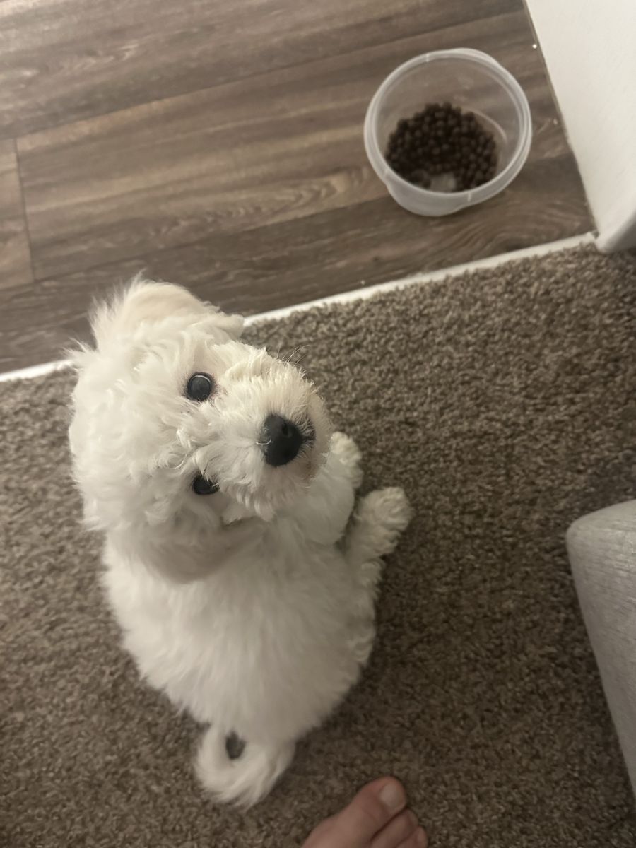 Bichon Frise puppy ready for a good home