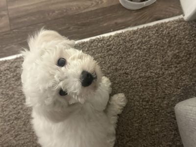 Bichon Frise puppy ready for a good home