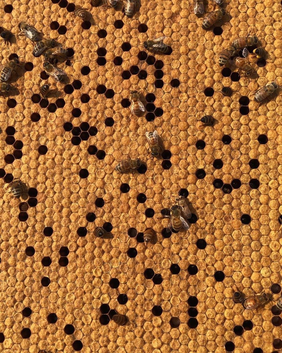 Free beekeeping class