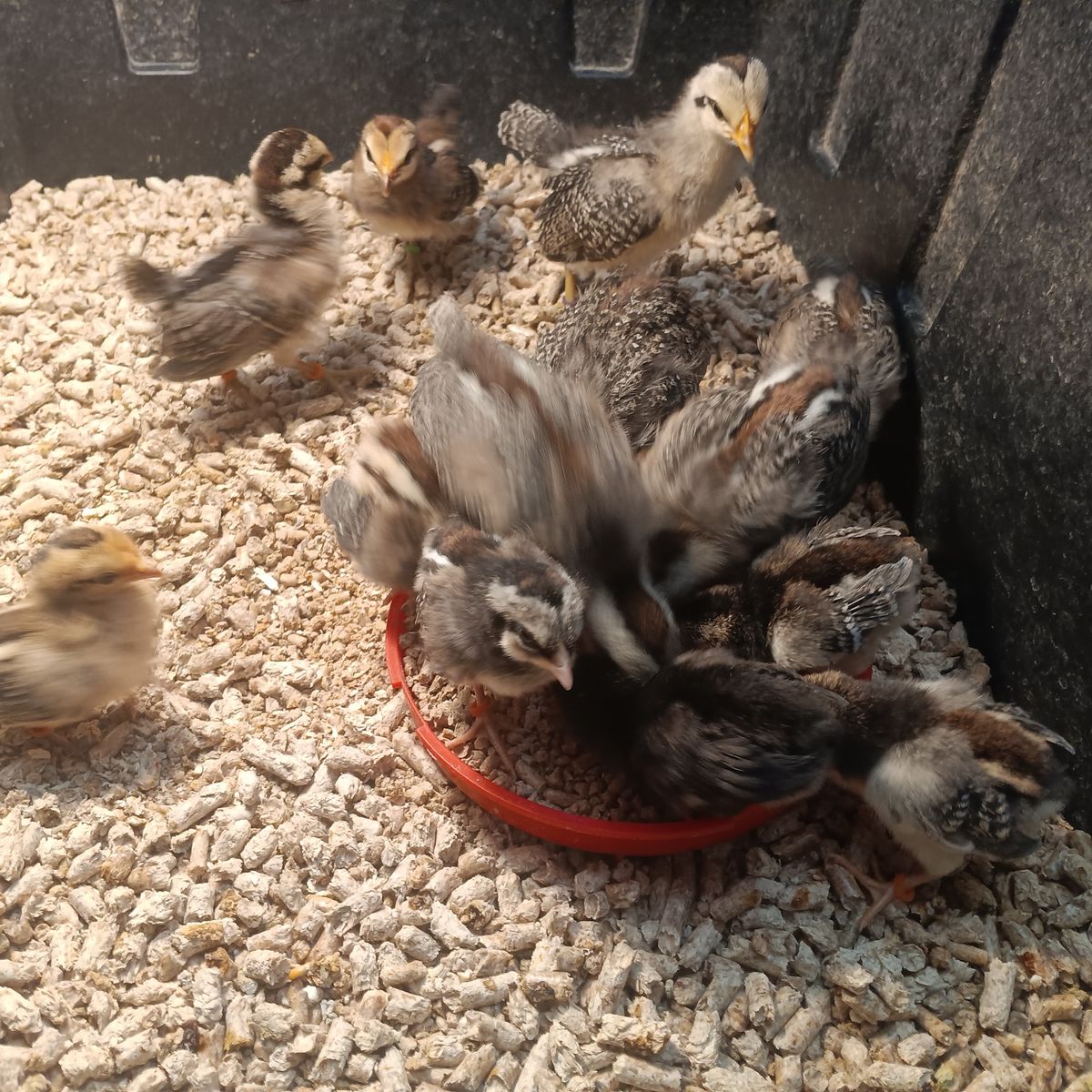 Aztecas, phoenix bantams, and mini phoenix bantams for sale. Need the brooder space so making a killer deal for these .
