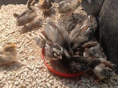 Aztecas, phoenix bantams, and mini phoenix bantams for sale. Need the brooder space so making a killer deal for these .