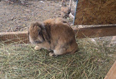 Holland Lop Bunny