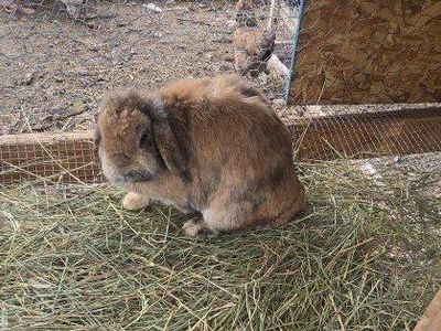 Holland Lop Bunny
