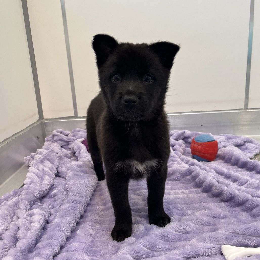 Hello my name is Piadina