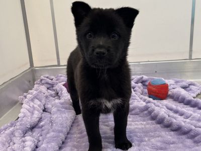 Hello my name is Piadina