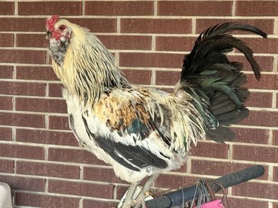 Americana Rooster With No Crow Collar - Rusty