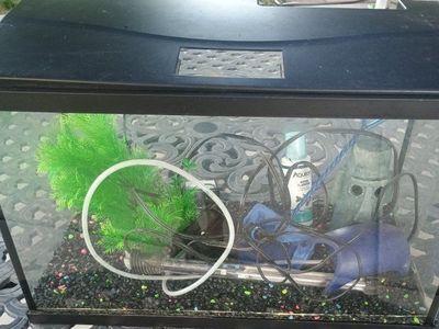 10 gallons fish tank