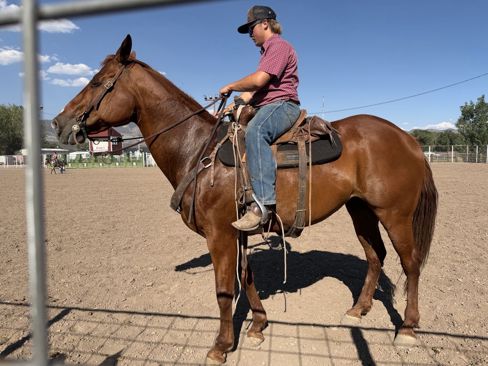 11 year  old mare broke