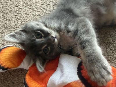 1 left! Maine Coon kittens