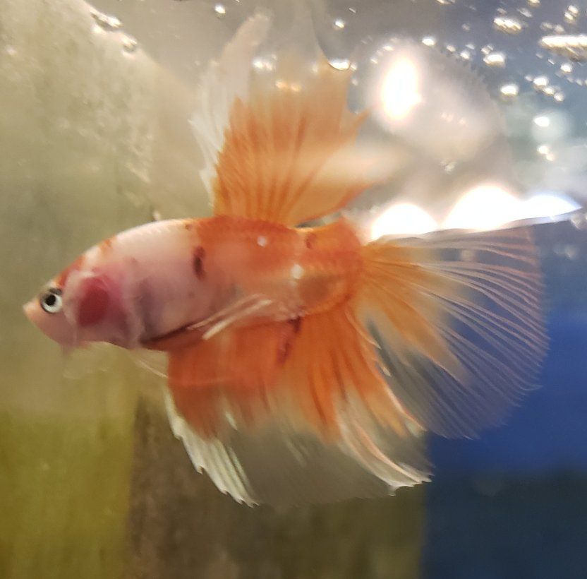 Beautiful Orange & White Betta Fish for Sale - Vibrant & Healthy