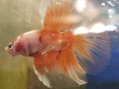 Beautiful Orange & White Betta Fish for Sale - Vibrant & Healthy