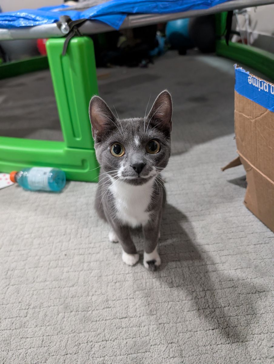 Sweet, Small, Gray Tuxedo Female Cat