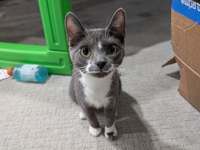 Sweet, Small, Gray Tuxedo Female Cat