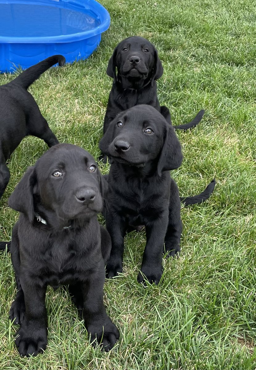 Labrador Retriever Puppies