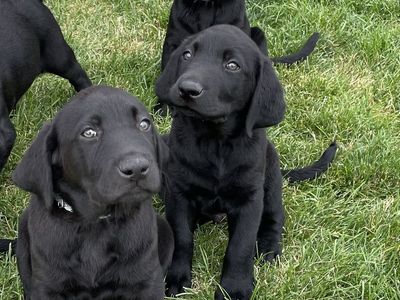 Labrador Retriever Puppies