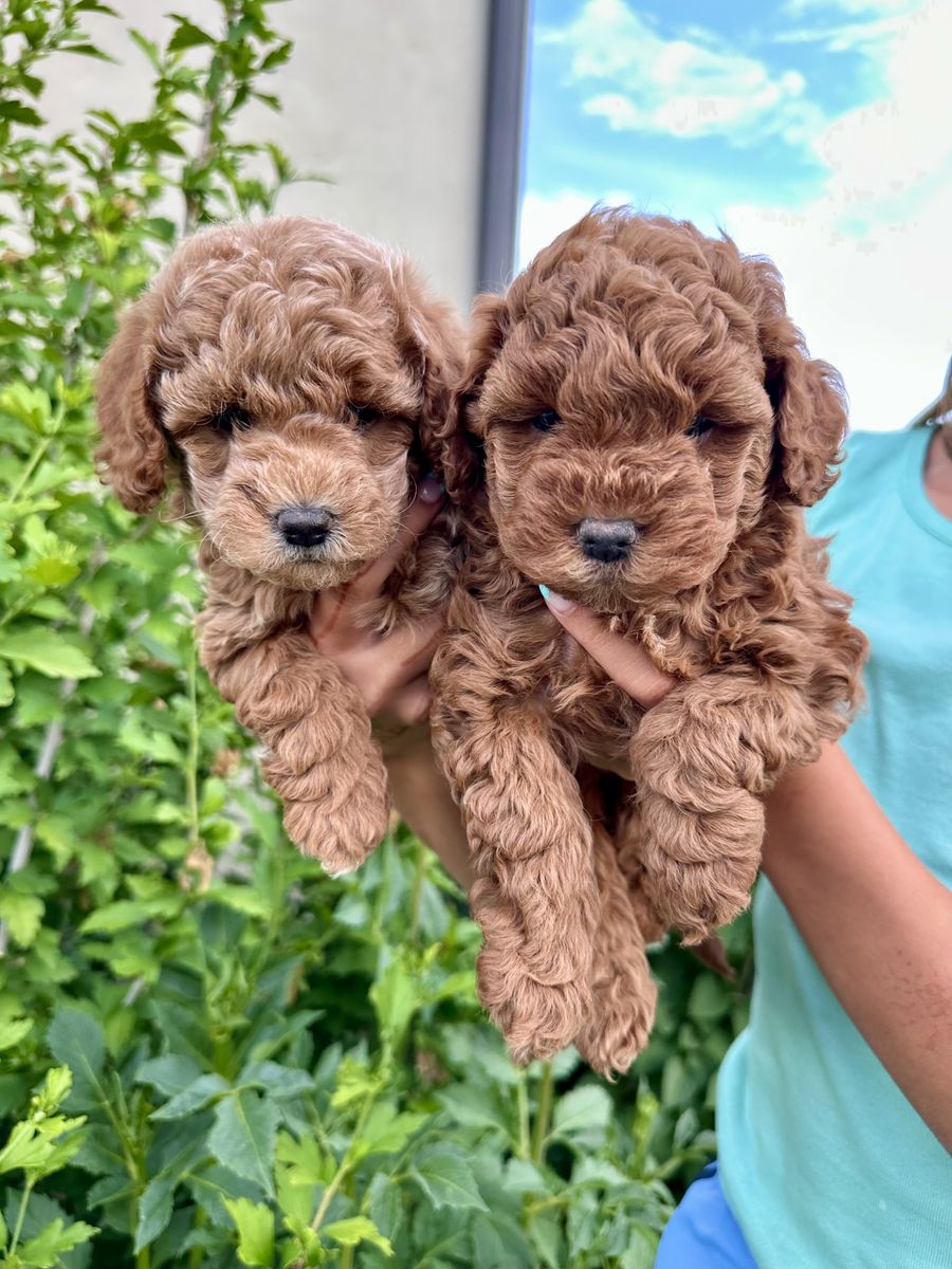 F1BB mini/micro goldendoodle puppies
