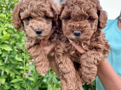 F1BB mini/micro goldendoodle puppies