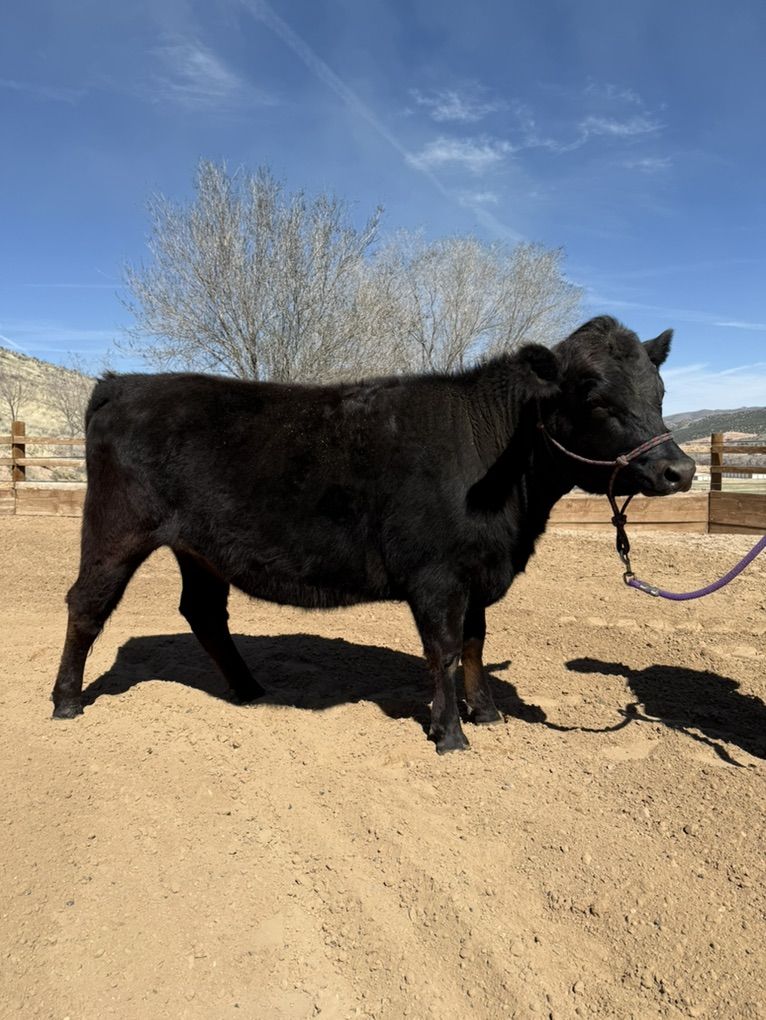 1.5 Year Old Bred Heifer - Halter Broke