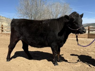 1.5 Year Old Bred Heifer - Halter Broke