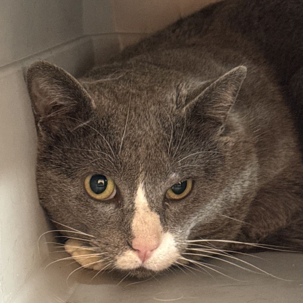 Hello my name is Athens