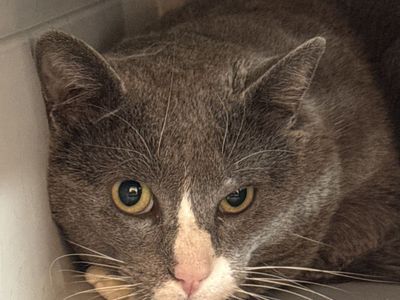 Hello my name is Athens