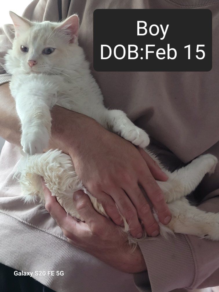 Flame Point Kittens - Male and Female Available (DOB Feb 15)