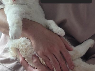 Flame Point Kittens - Male and Female Available (DOB Feb 15)