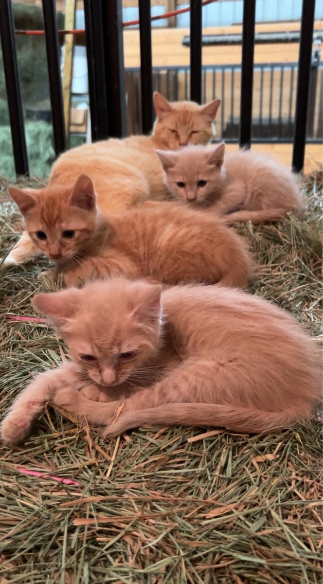 4 Farm Kittens