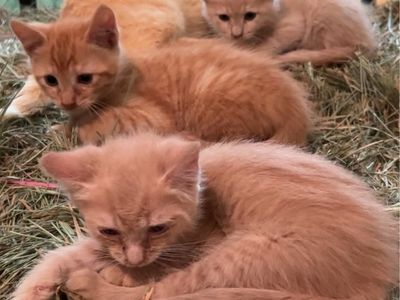 4 Farm Kittens