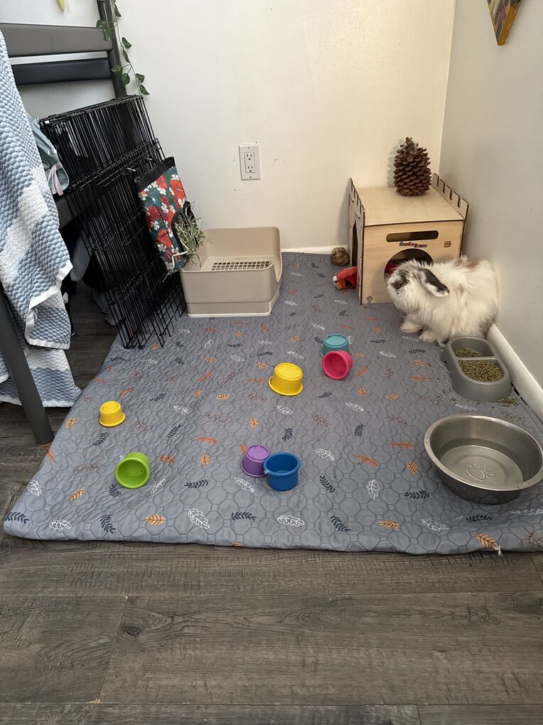 Bunny & Bunny Supplies