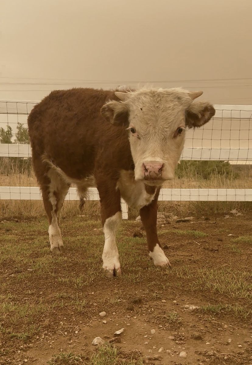 Mini Hereford Bull Calf