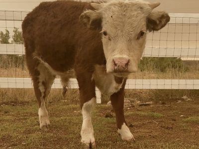 Mini Hereford Bull Calf