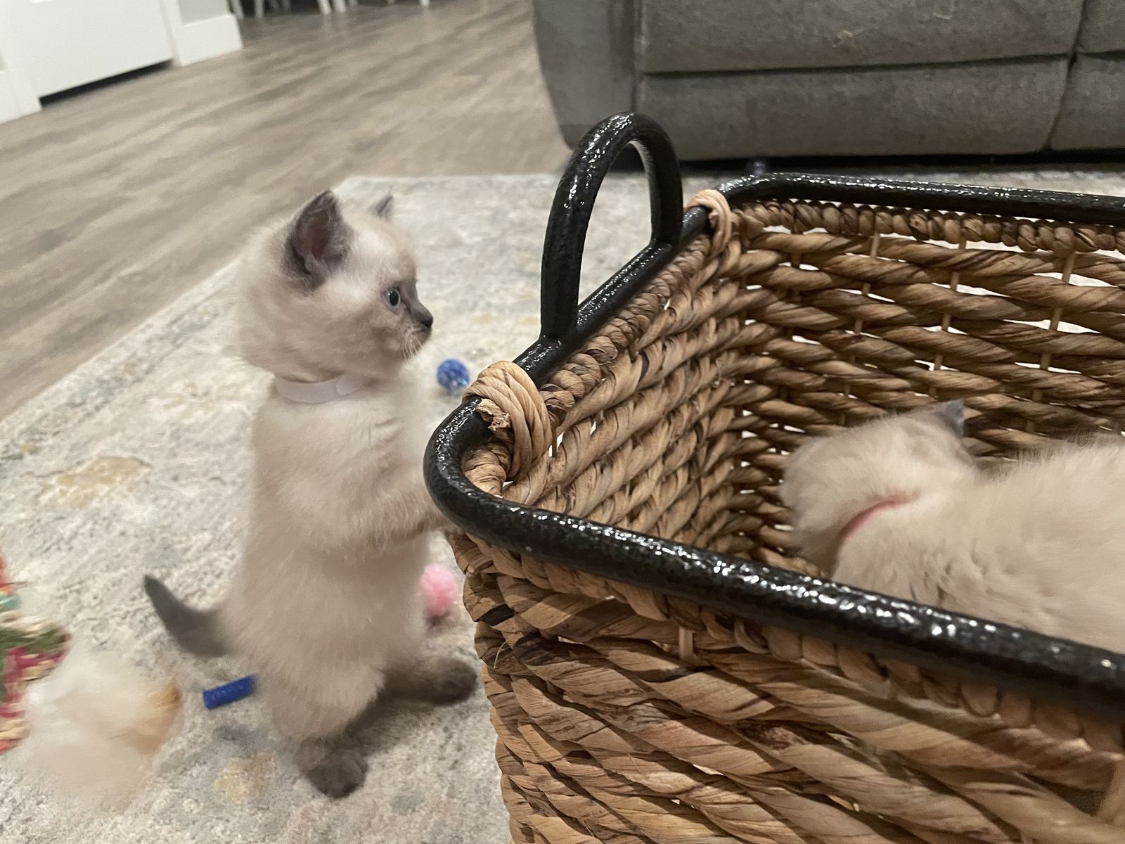 Adorable Persian Siamese Kittens!!