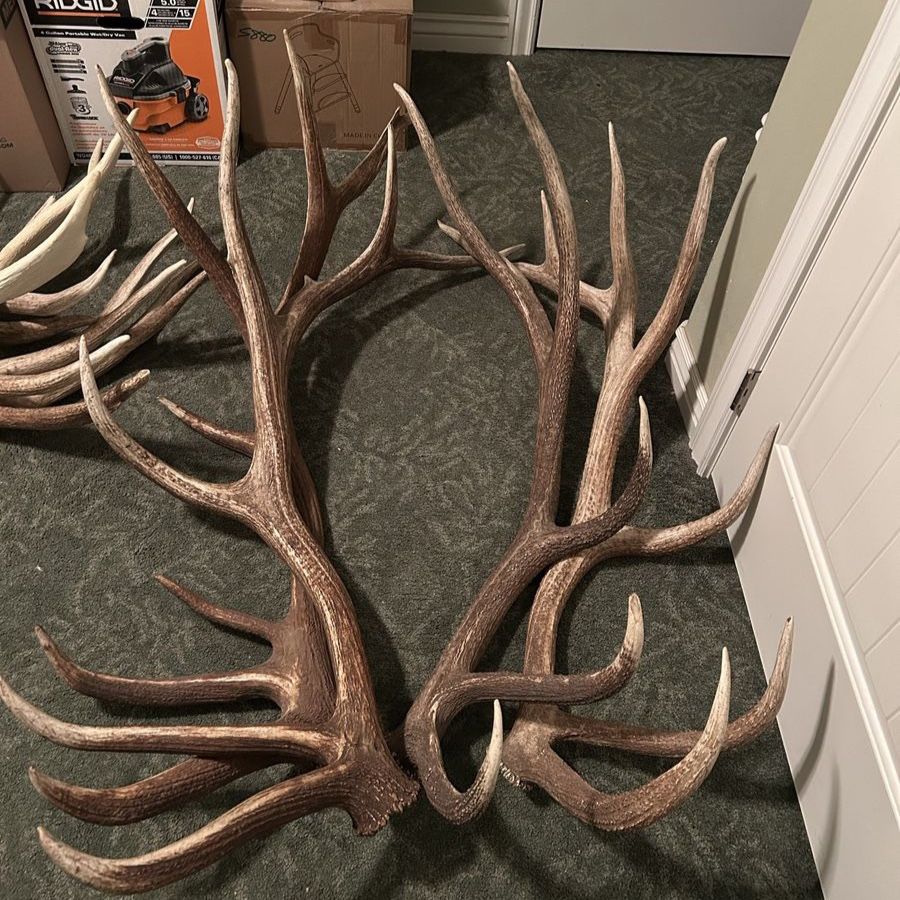 Elk antlers